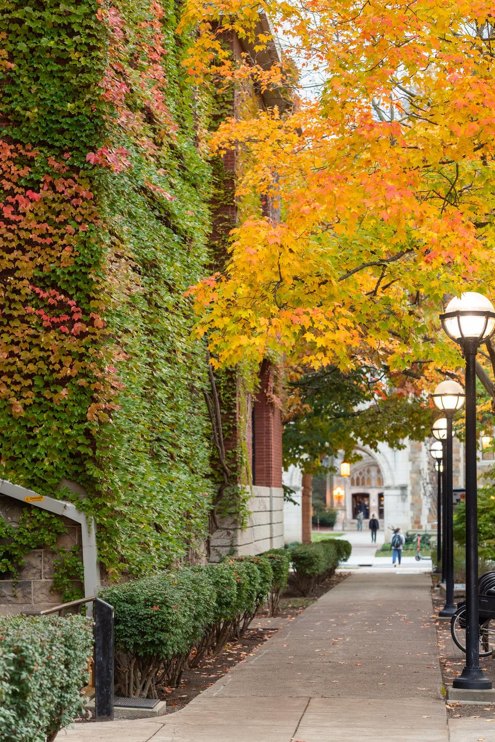 Photo of colorful Fall trees on UM campus near the Chemistry building